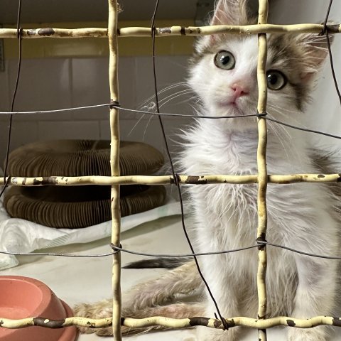 Junge Katze in ukrainischem Shelter